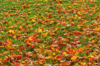 Fall Lawn Maintenance