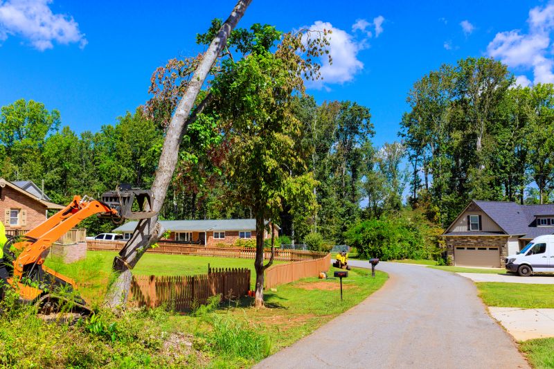 Yard Vegetation Removal