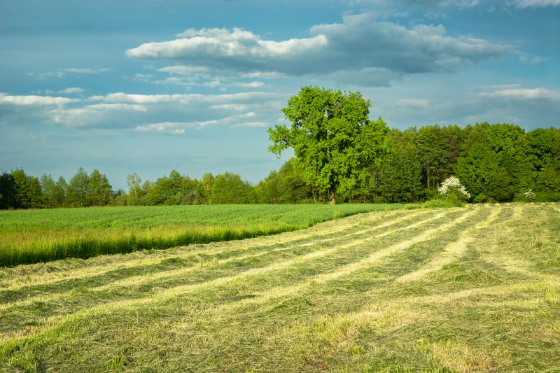 Summer Vegetation Clearing