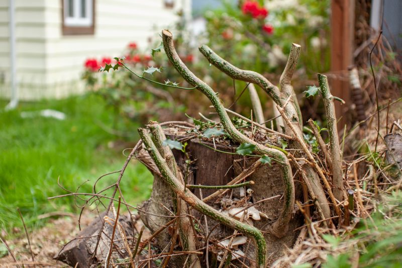 Yard Vegetation Removal